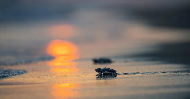 106 bin 348 yavru kaplumbağa denize kavuştu