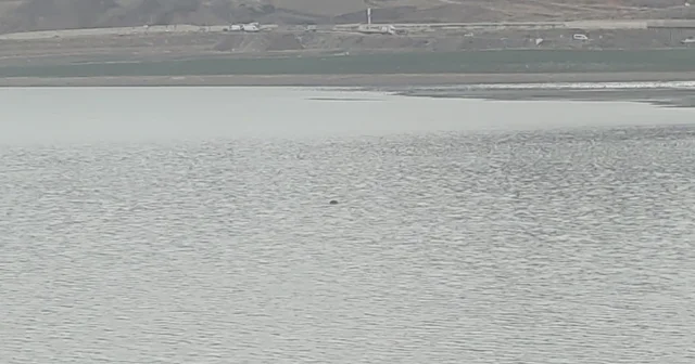 Sıhke Göleti ne giren inek telef oldu Van Haberleri