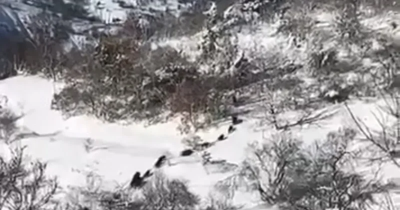 Elazığ’da domuz sürüsü görüldü