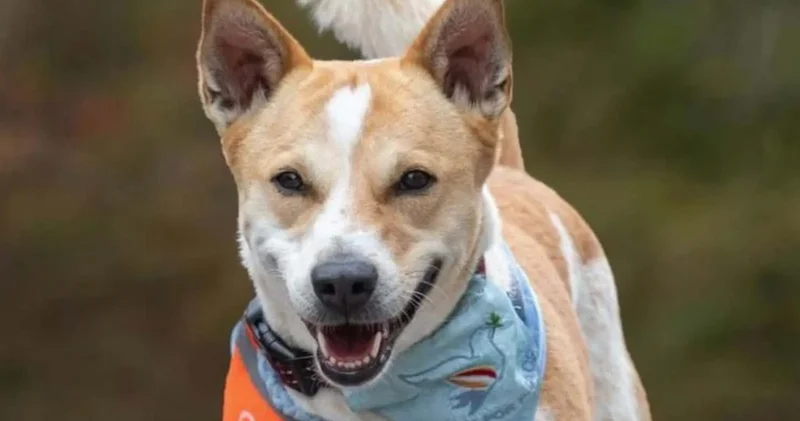 Ertuğrul Özkök: Dünyada barışı bu sokak köpeği “Aloka” getirecek