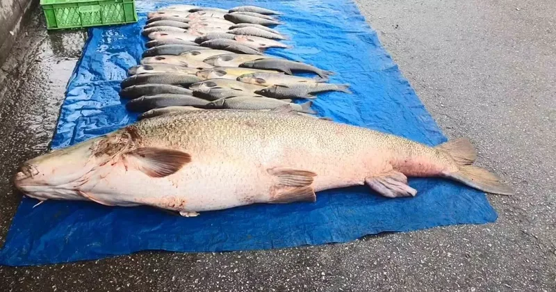 Elazığ’da 52 kilogram ağırlığında turna yakalandı