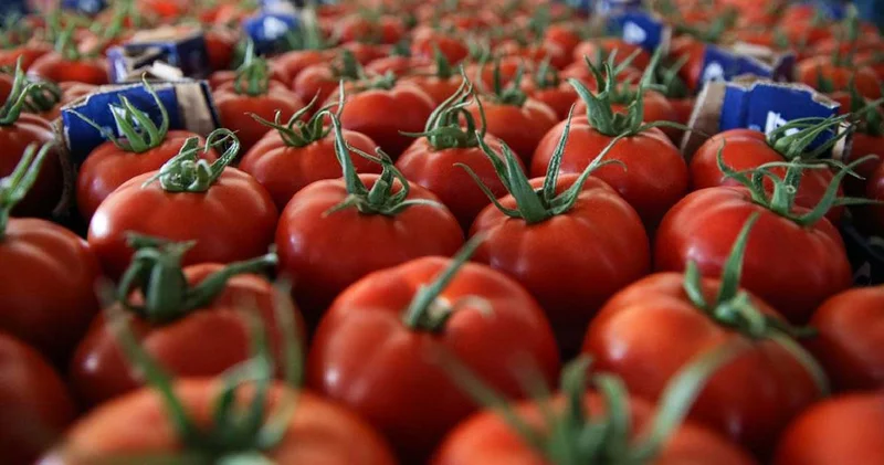 Domates halde bile 60 lira! Rafa geldiğinde emekli nasıl alacak?