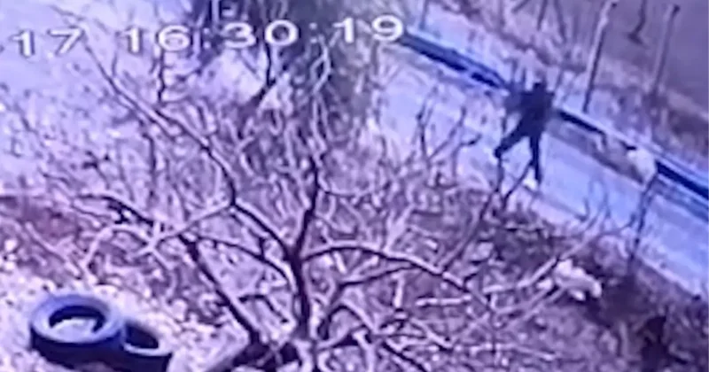 Birecik te Tüfekle Köpeğe Ateş Edildi