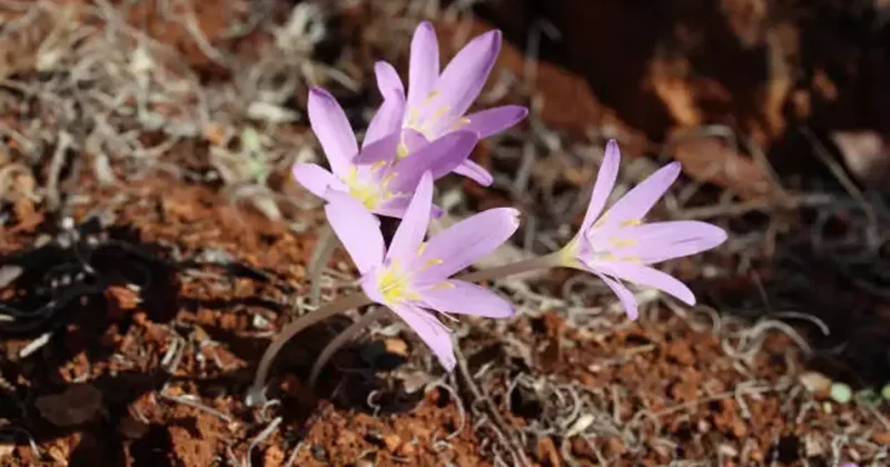 Dokunmak bile cesaret ister: Renklerine aldanıp koparmayın! Cezası cep yakıyor