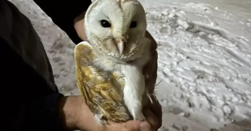 Soğuklardan kaçıp ahıra sığındı