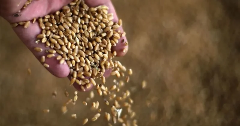 Anadolu Tarım İşletmesi Müdürlüğü 327 ton buğday satacak