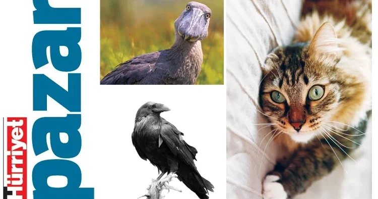 Bana arkadaşını söyle...