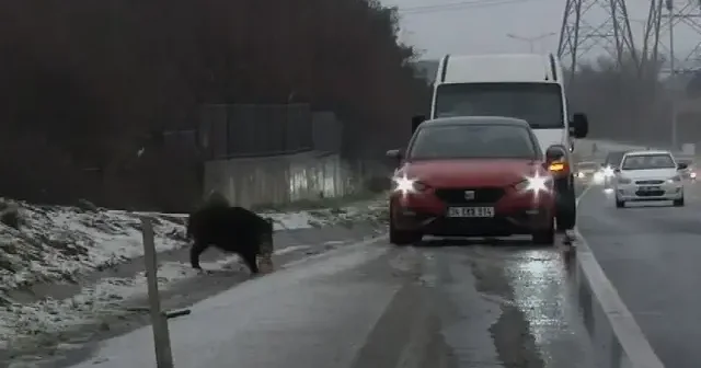 İstanbul da yaban domuzu yol kenarına indi VİDEO İZLE