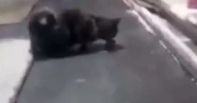 Mide bulandıran görüntü! Kedi, ekmek tezgahı üzerinde fareyle oynadı