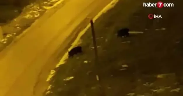 Aç kalan domuzlar şehre indi