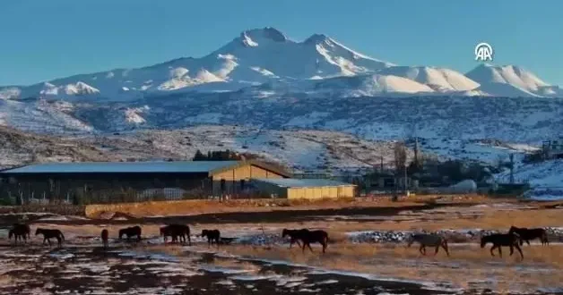 Hürmetçi Sazlığı ndaki yılkı atları gün batımında dronla görüntülendi