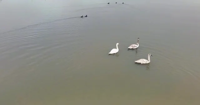 Göç yolundaki 3 kuğu, Efteni Gölü nde Düzce Haberleri