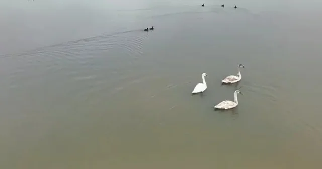 Efteni Gölü kuğuları misafir etti Düzce Haberleri