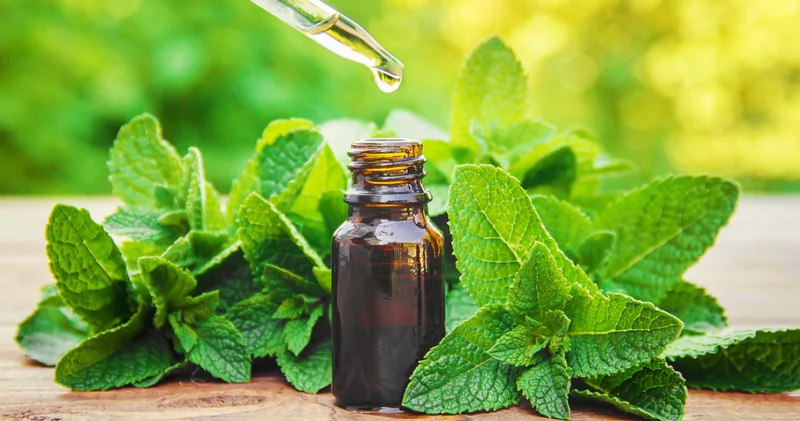 İkişer damla bütün gününüzü kurtarabilir! Nane yağını şakaklara sürmek gerçekten migrene iyi gelir mi?