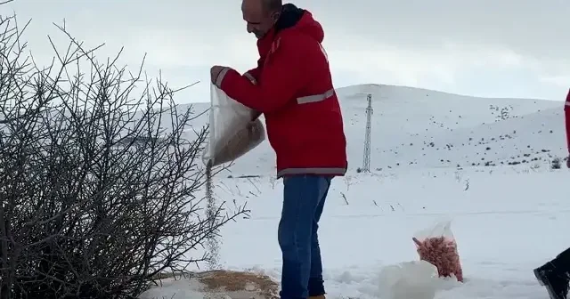 Ağrı’da yaban hayvanları için doğaya yem bırakıldı VİDEO İZLE