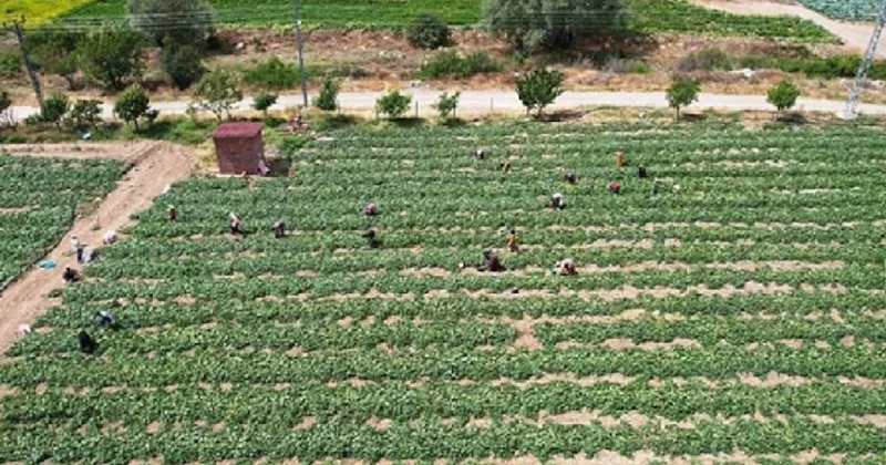 Rekor hasat verdi: Binlerce ton ücretsiz dağıtıldı Sözcü Gazetesi