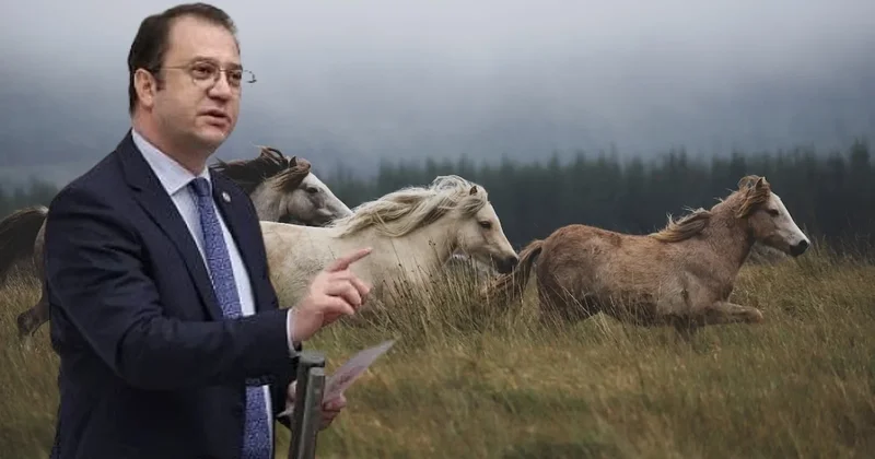 CHP li vekil kayıp atları sordu: Çalındı demek istiyorum ama... Sözcü Gazetesi