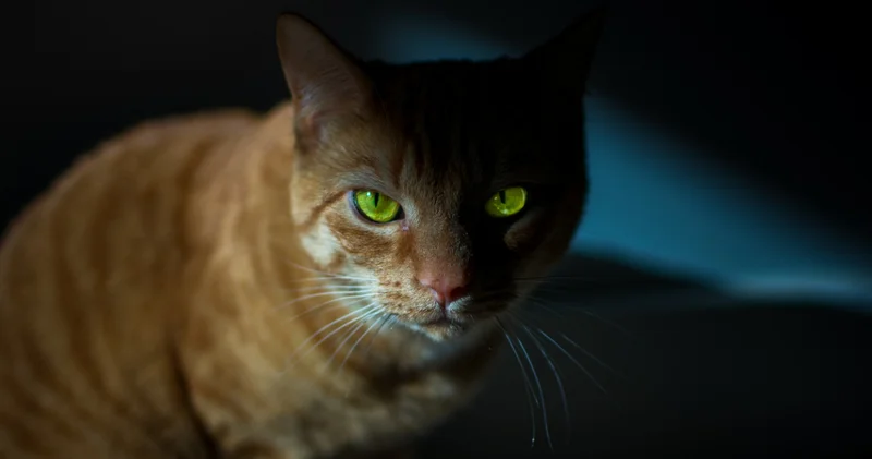 Zifiri karanlıkta bile görebiliyorlar! Kedilerin gözleri karanlıkta neden parlar? Bilimsel gerçek sandığınızdan daha etkileyici!