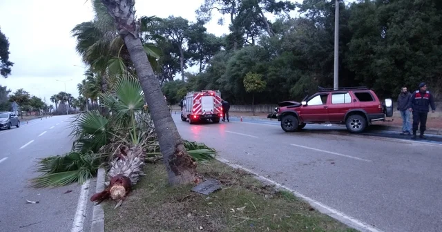 Alkollü sürücü palmiyeye çarptı: 2 yaralı Antalya Haberleri