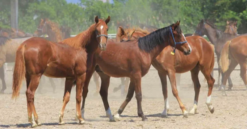 100 milyon liralık yarış atları ortadan kayboldu! Sözcü Gazetesi
