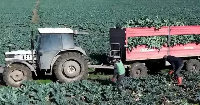 Bafra Ovası’nda brokoli mesaisi: 13 bin ton rekolte bekleniyor VİDEO İZLE