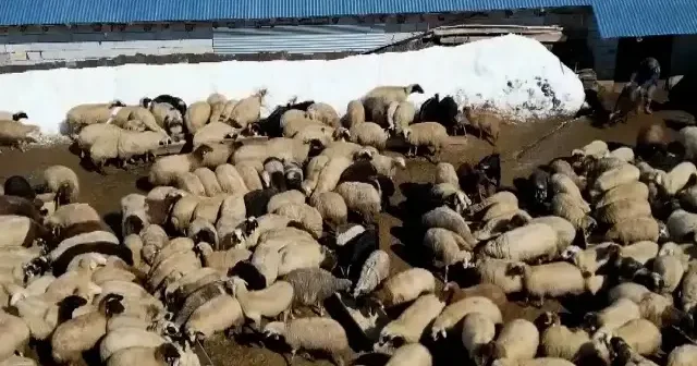 Köye dönüş projesi nedir? 2026 köye dönüş projesi başvuru şartları: Hibe için nasıl başvurulur? VİDEO İZLE