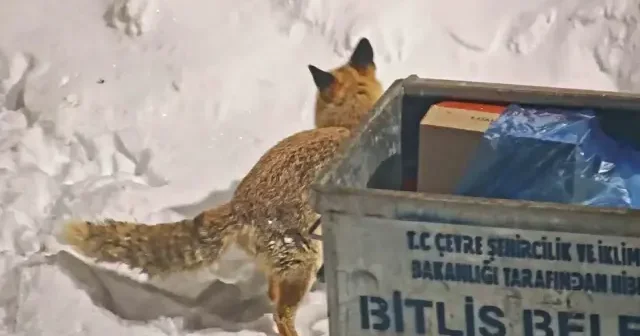 Şehre inen tilkiler kamerada VİDEO İZLE