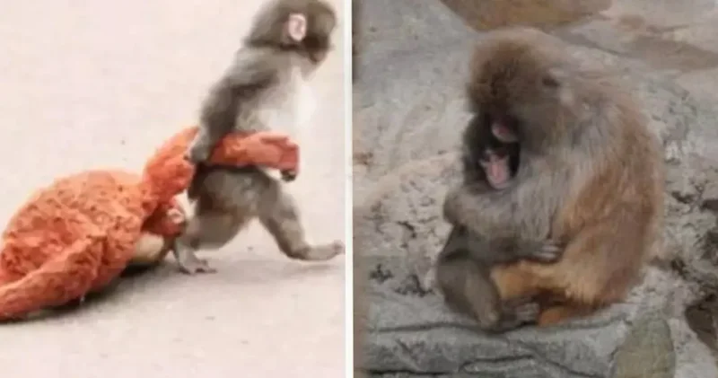 Yalnız maymun Punch tan güzel haber var