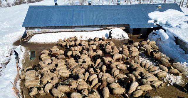 Köyüne döndü; 100 koyunu 4 yılda 680 e çıkardı Van Haberleri