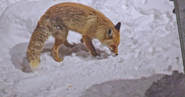 Bitlis te tilkiler yiyecek ararken dronla görüntülendi Bitlis Haberleri