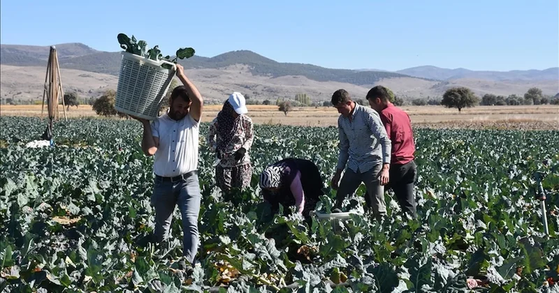 Rusya ve Polonya’ya kasa kasa gidiyor: Hasat edilen ürünün kilosu 30 lira Sözcü Gazetesi