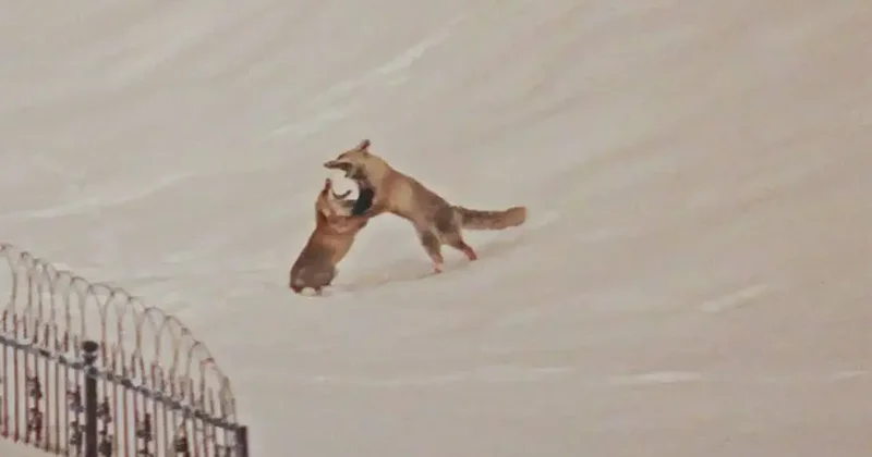 Dron öyle bir görüntü kaydetti ki! İzleyenler güzellikleri karşısında mest oldu