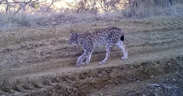 Kırmızı listedeki ormanın hayaleti vaşak fotokapana takıldı Kırıkkale Haberleri