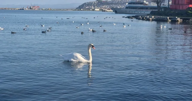 Samsun da yabani kuşlardan görsel şölen Samsun Haberleri