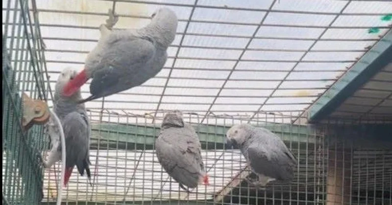 İstanbul Havalimanı nda 20 papağan ele geçirildi