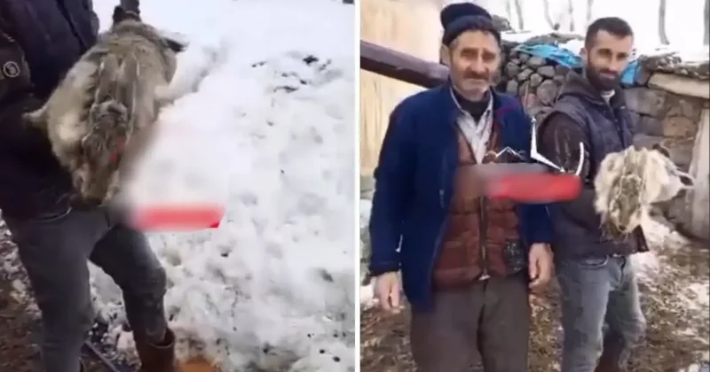 Ahıra giren çoban, devasa tavşan ile karşılaştı