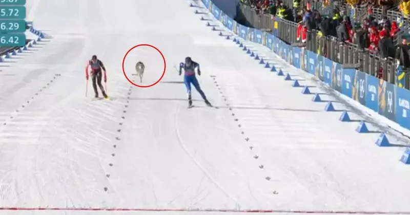 Dev organizasyonun önüne geçen görüntü