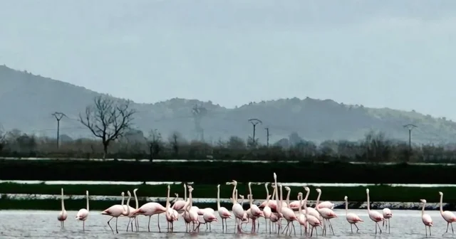 Aydın da su altında kalan tarlalara flamingo sürüsü indi Aydın Haberleri