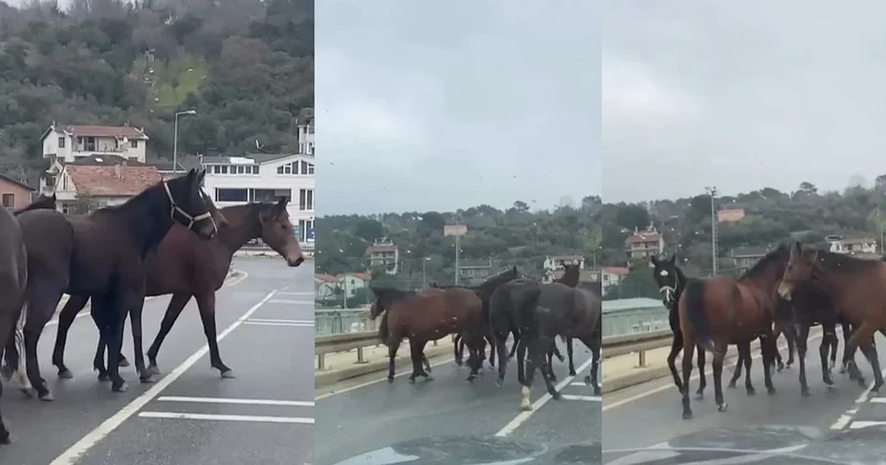 Beykoz da başıboş atlar trafiği tehlikeye soktu Sözcü Gazetesi