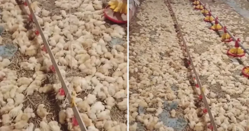 Yeni işe soyunan genç, sabah uyanınca hayatının şokunu yaşadı