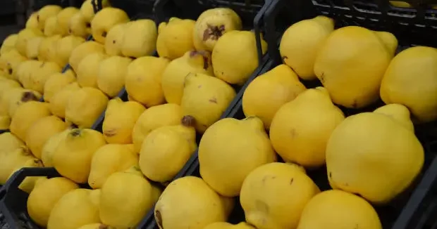 Bilecik haberleri Bilecik te ayvaya vuran ayaz, cebi yaktı! 18 Mart 2026