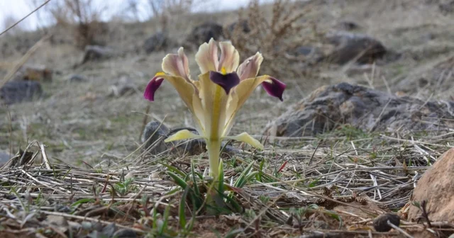 Kayseri de nevruz çiçekleri açtı Kayseri Haberleri
