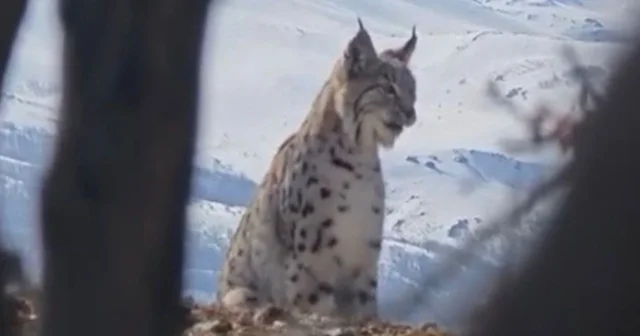 Akdağ ın eteklerinde vaşak, kurt ve dağ keçisi peş peşe görüldü Elazığ Haberleri
