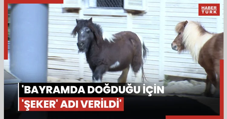 Bayramda doğan midilli Şeker , 1 yaşına giriyor