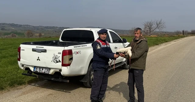 Bilecik te yaralı bulunan leylek tedaviye alındı Bilecik Haberleri