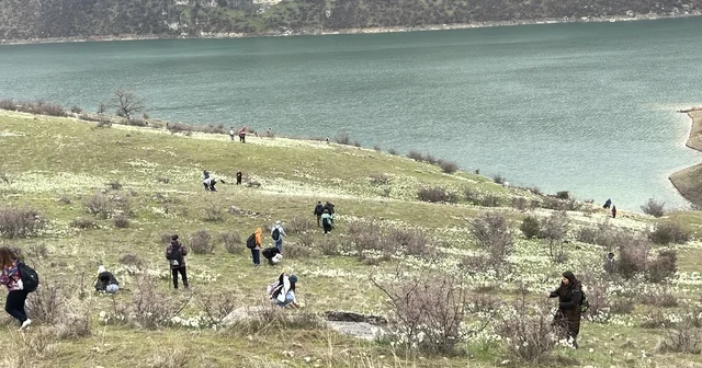 Bahar çiçeği nergisler doğaseverlerin ilgi odağı oldu Doğaseverler Aşk çiçeği nergisler için kilometrelerce yol kat etti Şanlıurfa Haberleri