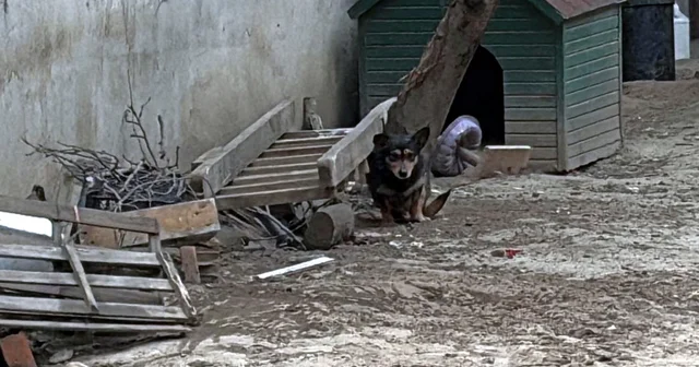 Pitbull un saldırdığı Reis isimli köpek, ağır yaralandı Tekirdağ Haberleri