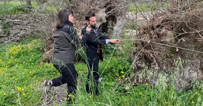 Doğa yürüyüşünde şaşırtan keşif! Yaşı 2 bin yılı, gövdesi 19 metreyi aşıyor