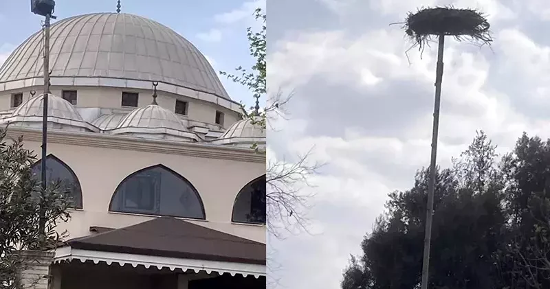 Yaban hayatı gözlemcisinden leyleğin bozulan yuvası için çağrı