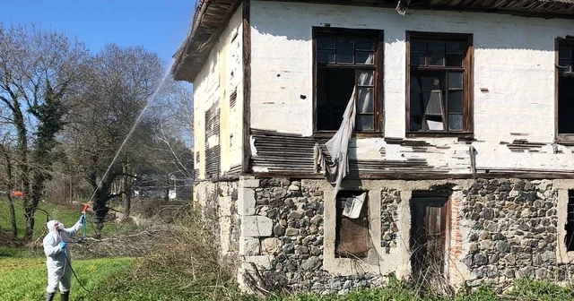 Samsun da kahverengi kokarca zararlısına karşı kışlak ilaçlama çalışması yapılıyor Samsun Haberleri